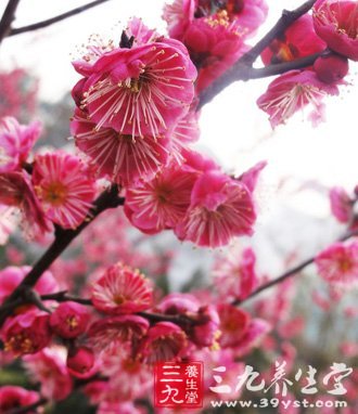 養生治病 營養美味粥譜大匯集