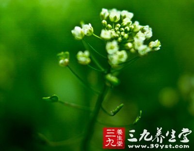 春季荠菜分外香 六大食譜功效高