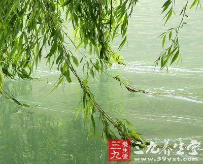 春季野菜最養人 薦8道野菜養生食譜