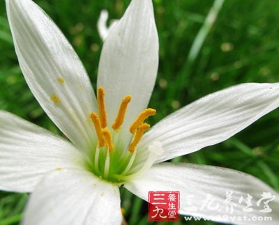 春季野菜最養人 薦8道野菜養生食譜