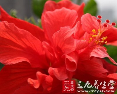 春季野菜最養人 薦8道野菜養生食譜