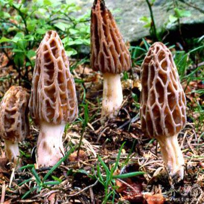 羊肚菌對減肥和美容也有功效 羊肚菌對減肥和美容也有功效