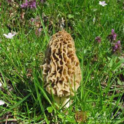 如何挑選羊肚菌 如何挑選羊肚菌