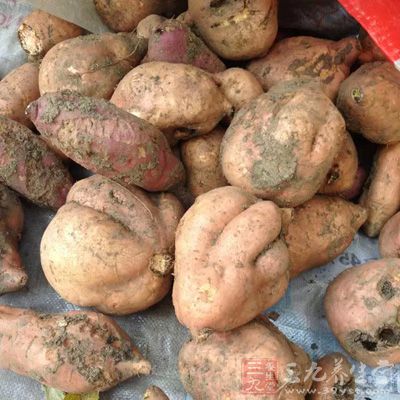 紅薯能供給人體大量的黏液蛋白、糖、維生素A