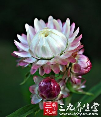 催奶蘿卜鲫魚湯 母乳不足媽媽的首要選擇