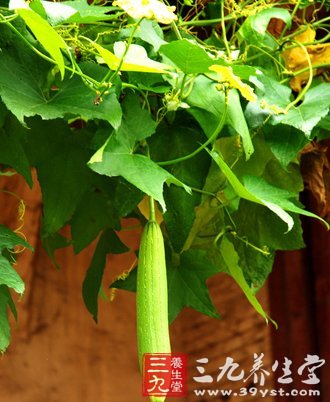 3降火絲瓜養生食譜 妙用絲瓜治百病