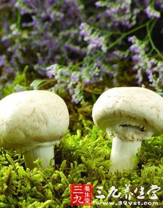 11健康蘑菇食譜 教你正確吃菇保健康