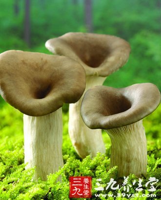 11健康蘑菇食譜 教你正確吃菇保健康