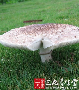 11健康蘑菇食譜 教你正確吃菇保健康
