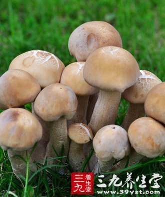 11健康蘑菇食譜 教你正確吃菇保健康