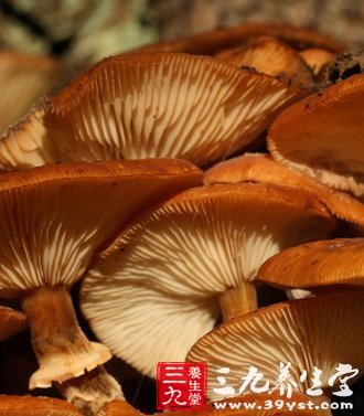 11健康蘑菇食譜 教你正確吃菇保健康
