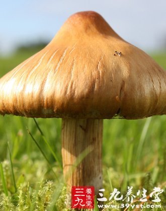 11健康蘑菇食譜 教你正確吃菇保健康