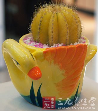 清熱解毒養顏護膚8大超給力仙人掌食譜