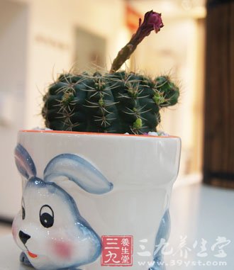 清熱解毒養顏護膚8大超給力仙人掌食譜