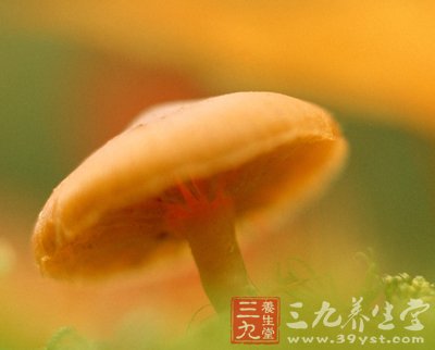 秋食野菌冬喝湯 薦9種超鮮美菌類食譜 