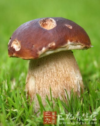 秋食野菌冬喝湯 薦9種超鮮美菌類食譜 