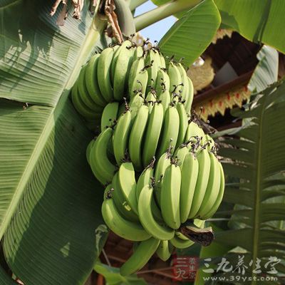 香蕉可提供所需營養物質並緩解消極情緒