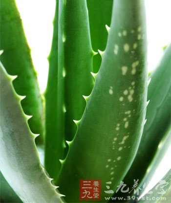 蘆荟減肥食譜 1個月健康瘦8斤