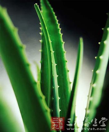 蘆荟減肥食譜 1個月健康瘦8斤