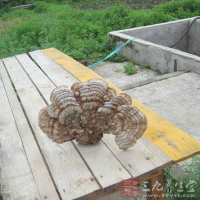 烏雞1只，靈芝25克，菜膽50克