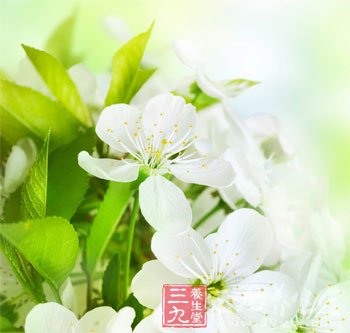 巧用茉莉花做菜讓營養翻倍