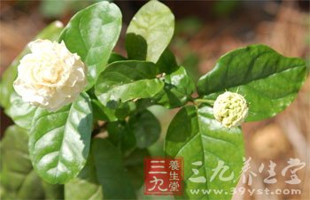 巧用茉莉花做菜讓營養翻倍
