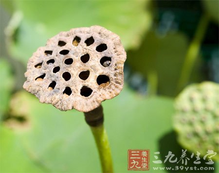 5款蓮子食譜 養心安眠一整夏