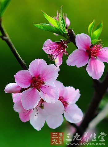 養生保健花粥讓你喝出花容月貌
