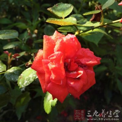 夏季或秋季采摘的月季花花朵，以紫紅色半開放花蕾、不散瓣、氣味清香者為宜，泡之代茶