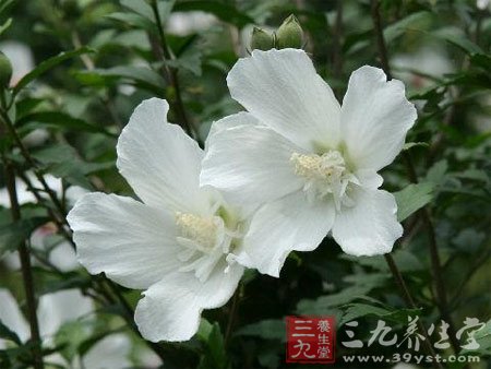 七款木槿花食譜 養顏抗衰老