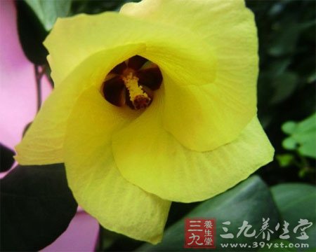 七款木槿花食譜 養顏抗衰老