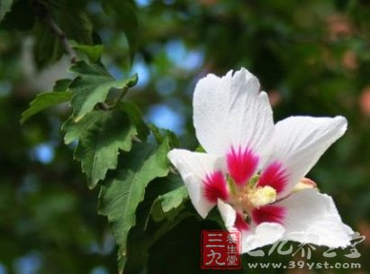七款木槿花食譜 養顏抗衰老