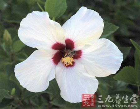 七款木槿花食譜 養顏抗衰老