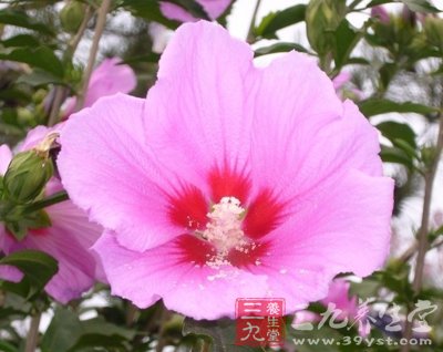 6款木槿花食譜 美容又養顏