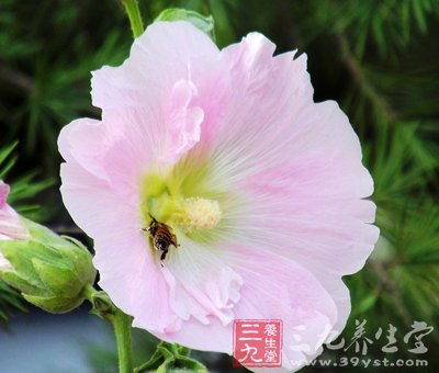 6款木槿花食譜 美容又養顏