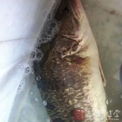 用紅棗煲魚頭是一道不錯的補身菜，魚可選大魚