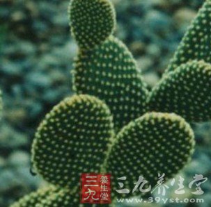 8款瘦身食譜 夏季瘦著過