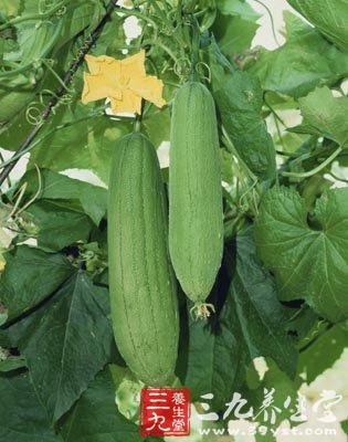 絲瓜怎麼做好吃 女性吃絲瓜調理乳腺增生