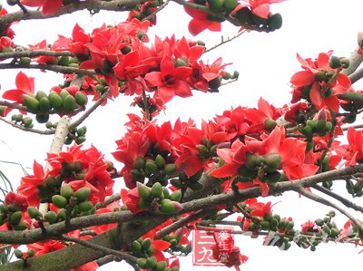 三道簡易木棉花湯幫你祛濕熱解熱毒
