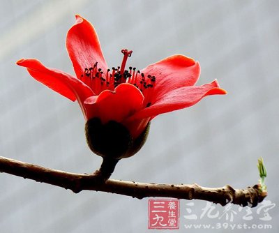 三道簡易木棉花湯幫你祛濕熱解熱毒