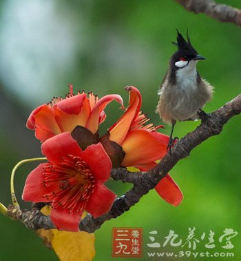 三道簡易木棉花湯幫你祛濕熱解熱毒