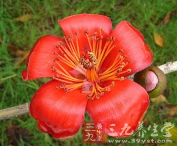 三道簡易木棉花湯幫你祛濕熱解熱毒