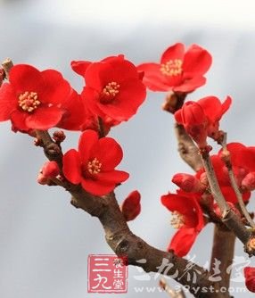 四款鮮花粥 養出女人嬌嫩肌膚