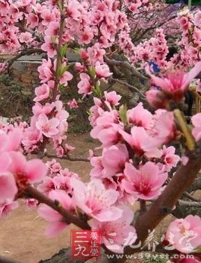 四款鮮花粥 養出女人嬌嫩肌膚