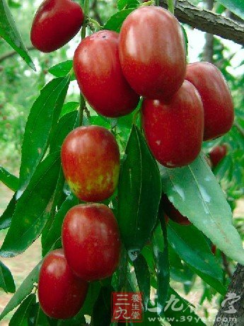 7類滋補食物 養出健康美麗女人