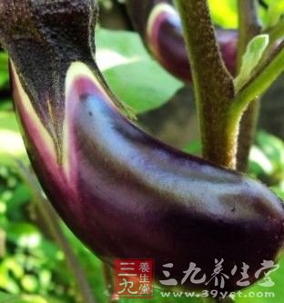女人常吃茄子減少祛斑延緩衰老