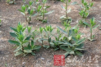 八款健康野菜食譜