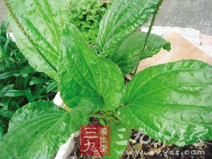 八款健康野菜食譜