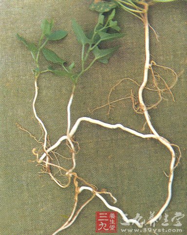 八款健康野菜食譜