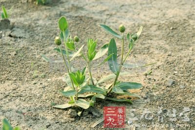 八款健康野菜食譜